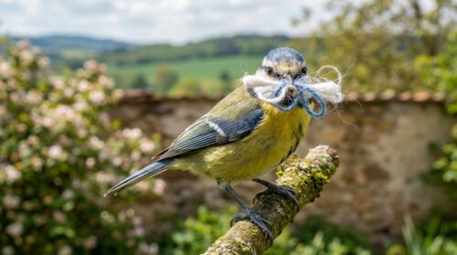 sýkorky využívají nečekaný odpad z vaší koupelny k stavbě svých hnízd. objevte, jak jim můžete pomoci a podpořit tyto ptáky přírodním způsobem.